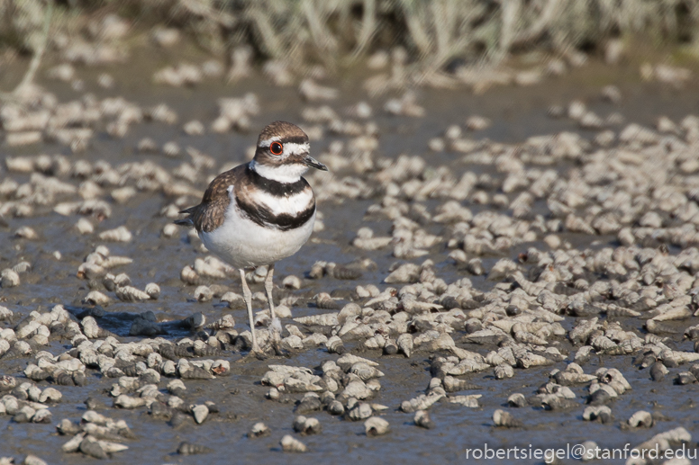 palo alto baylands